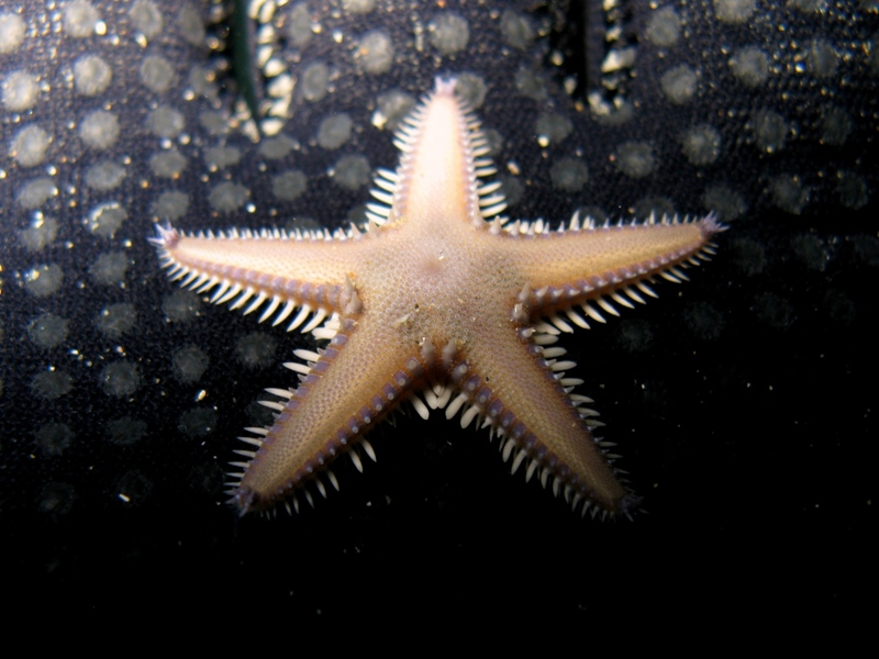 Astropecten platyacanthus (Philippi, 1837)